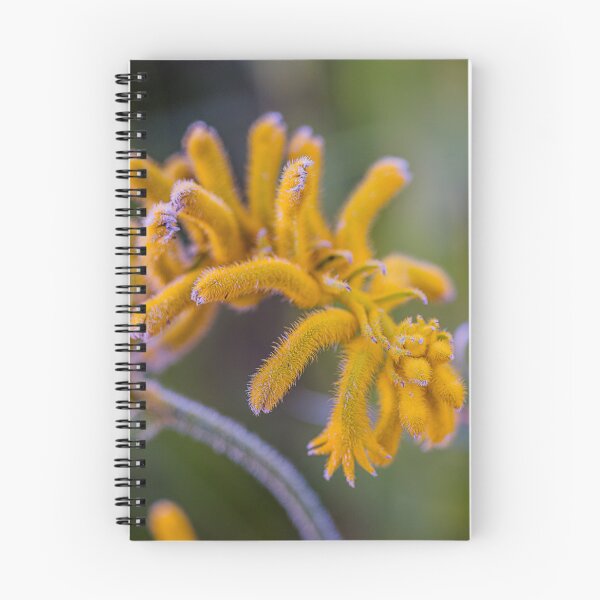 Item preview, Golden Yellow Kangaroo Paw Macro – Fine Art Photography Print designed and sold by MinzMarchStudio.
