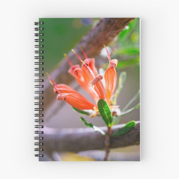 Item preview, Many-Flowered Honeysuckle Lambertia Multiflora – Fine Art Print designed and sold by MinzMarchStudio.