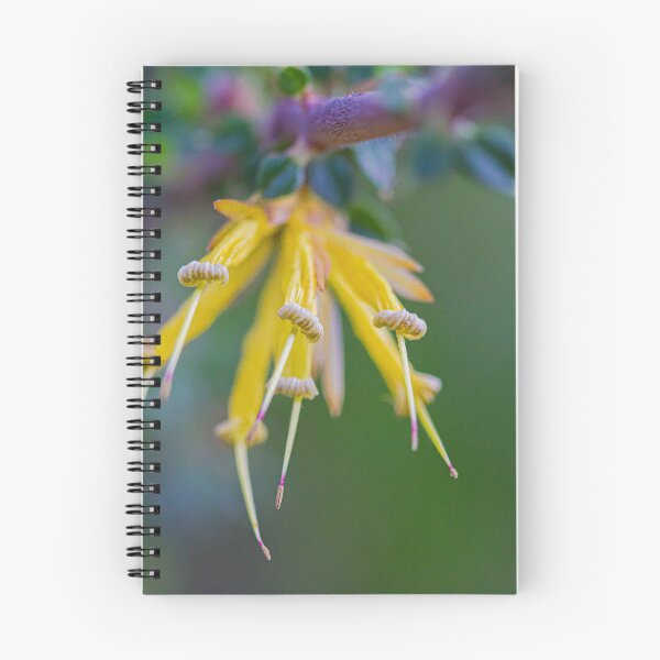 Item preview, Many-Flowered Honeysuckle I - Fine Art Native Photography Wall Print designed and sold by MinzMarchStudio.