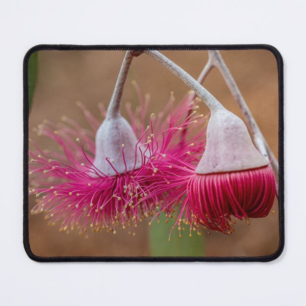 Item preview, Silver Princess Eucalyptus Caesia macro - Modern Native Botanical Art Print designed and sold by MinzMarchStudio.