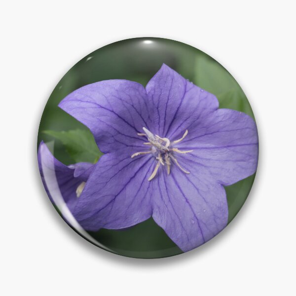 Item preview, Elegant Violet Balloon Flower Blooms designed and sold by Georgia Mizuleva.