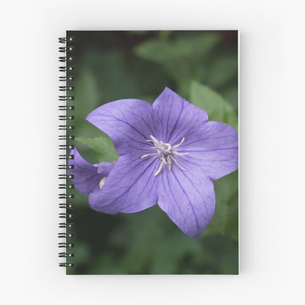 Item preview, Elegant Violet Balloon Flower Blooms designed and sold by Georgia Mizuleva.