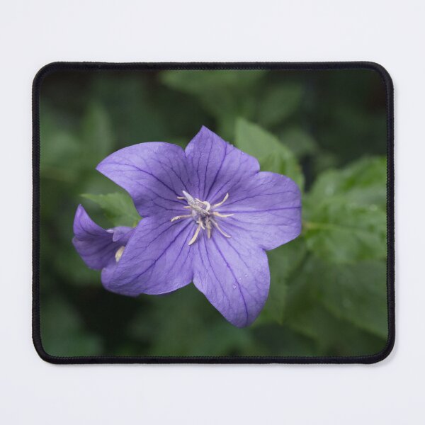 Item preview, Elegant Violet Balloon Flower Blooms designed and sold by Georgia Mizuleva.