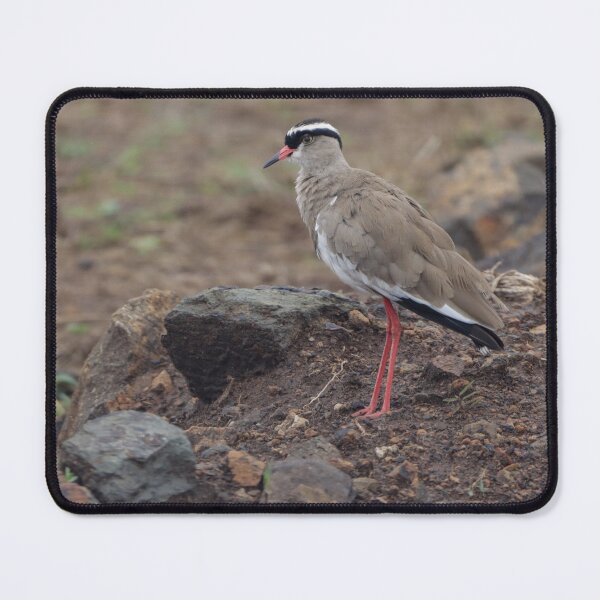 Item preview, Solitary Crowned Lapwing Standing on Rocks designed and sold by OlaniPictures.