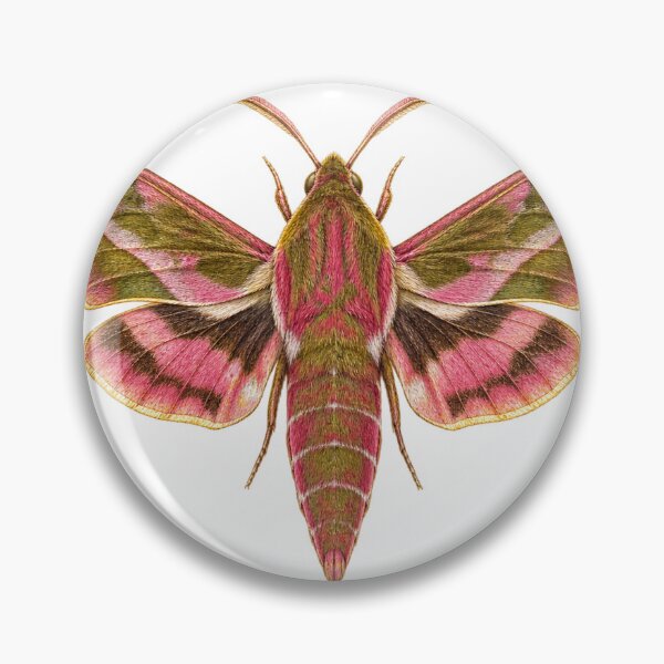 Item preview, Elephant Hawk Moth | Vintage Entomology Botanical Art | Moth Lover Gift designed and sold by Brackenlume Studio.