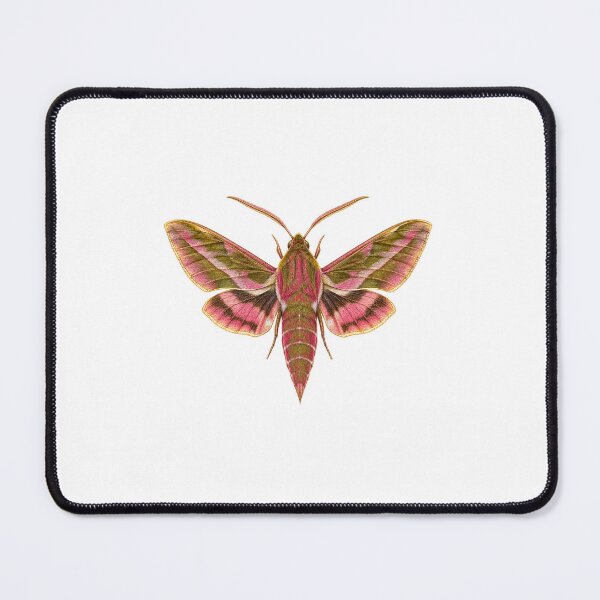 Item preview, Elephant Hawk Moth | Vintage Entomology Botanical Art | Moth Lover Gift designed and sold by Brackenlume Studio.