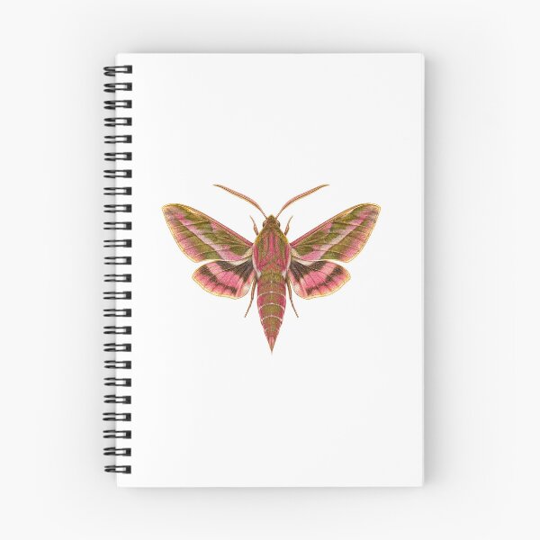 Item preview, Elephant Hawk Moth | Vintage Entomology Botanical Art | Moth Lover Gift designed and sold by Brackenlume Studio.