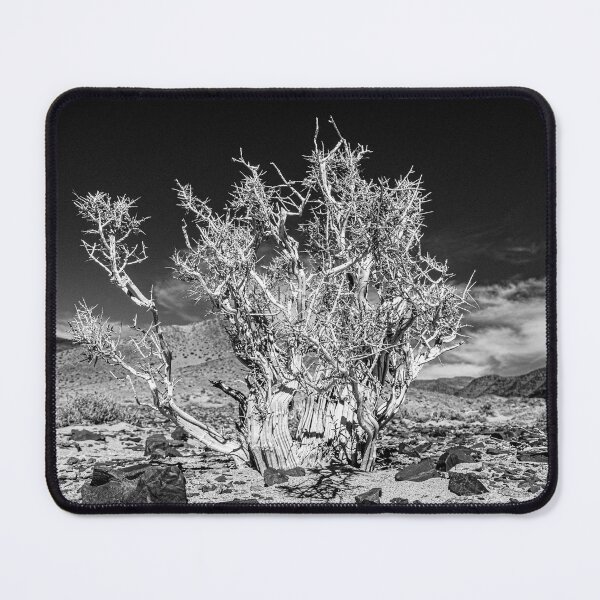 Item preview, Solitary Thorny Shrub in the Desert designed and sold by Keltoi-art.