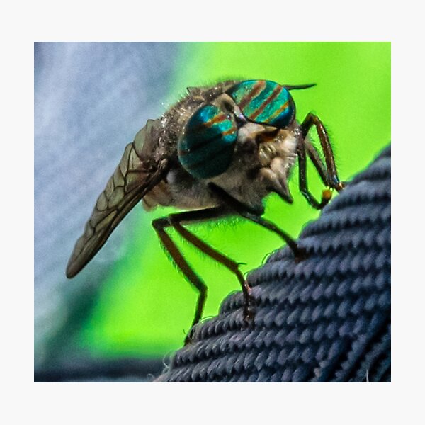 Item preview, Horsefly Macro photograph designed and sold by Jon Shore.