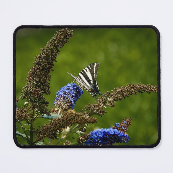 Item preview, Zebra Swallowtail Butterfly on Blue Butterfly Bush Blossom designed and sold by Astute-Artio-Photography.