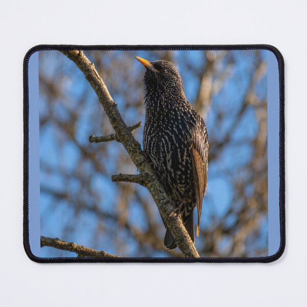 Item preview, European Starling Perched on a Tree Branch Against a Bright Blue Sky designed and sold by Astute-Artio-Photography.