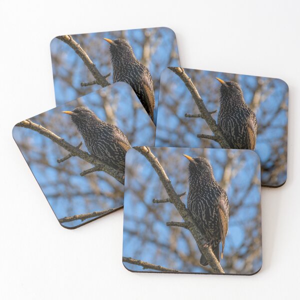 Item preview, European Starling Perched on a Tree Branch Against a Bright Blue Sky designed and sold by Astute-Artio-Photography.