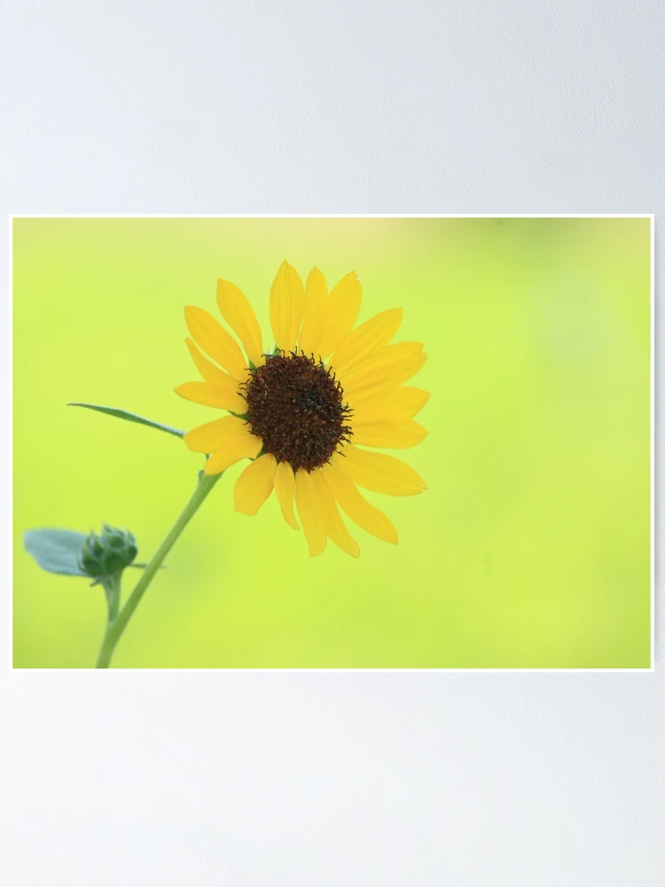 Thumbnail 1 of 3, Poster, Summer Days designed and sold by Ronda Sliter.