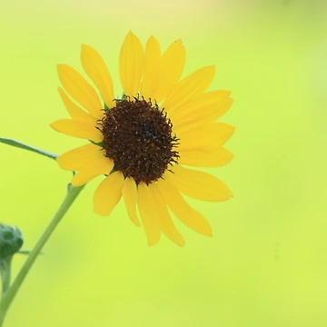 Artwork thumbnail, Summer Days by Ronda Sliter