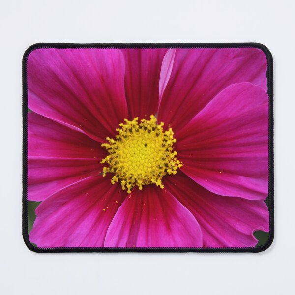 Item preview, Vibrant magenta cosmos - Soft nature photography designed and sold by Cha-s-lens.