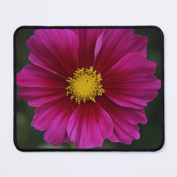 Item preview, Colorful pink cosmos - Soft nature photography designed and sold by Cha-s-lens.