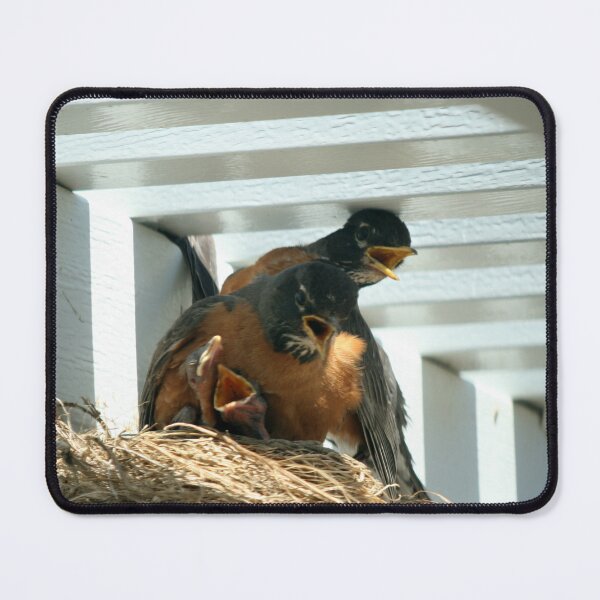 Item preview, Robin Family in a Heatwave designed and sold by Kimberly Palmer.