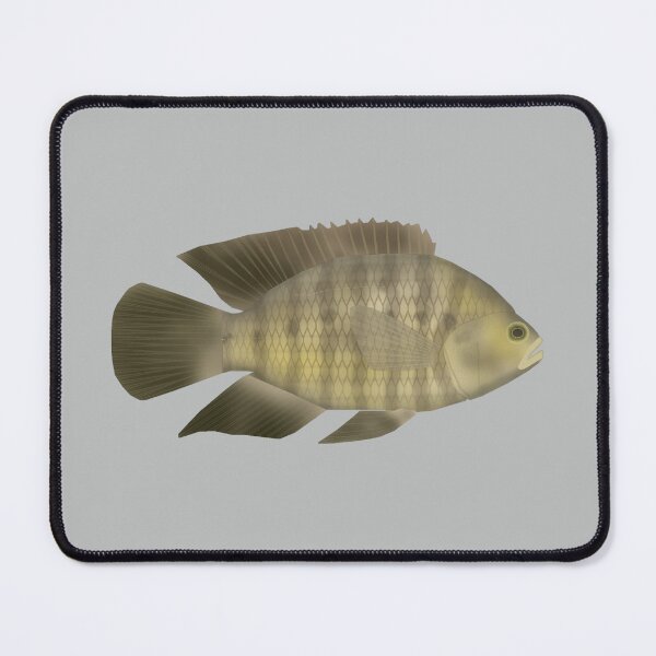Item preview, Chameleon Cichlid designed and sold by fishfolkart.