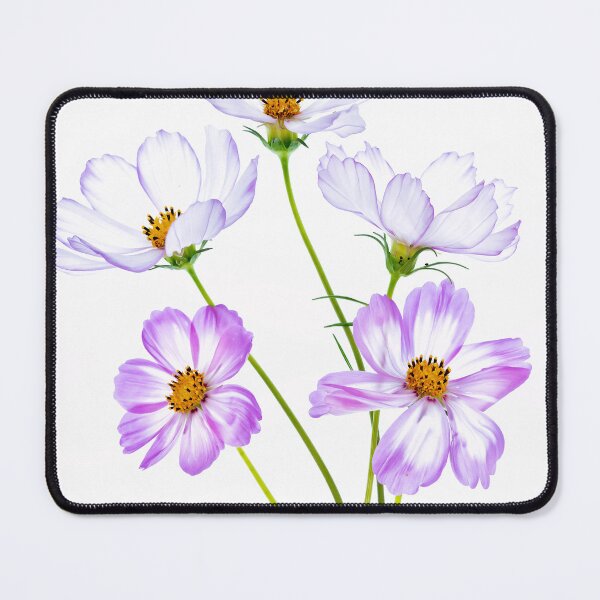 Item preview, Pink and White Cosmos Flowers designed and sold by Catrinann.