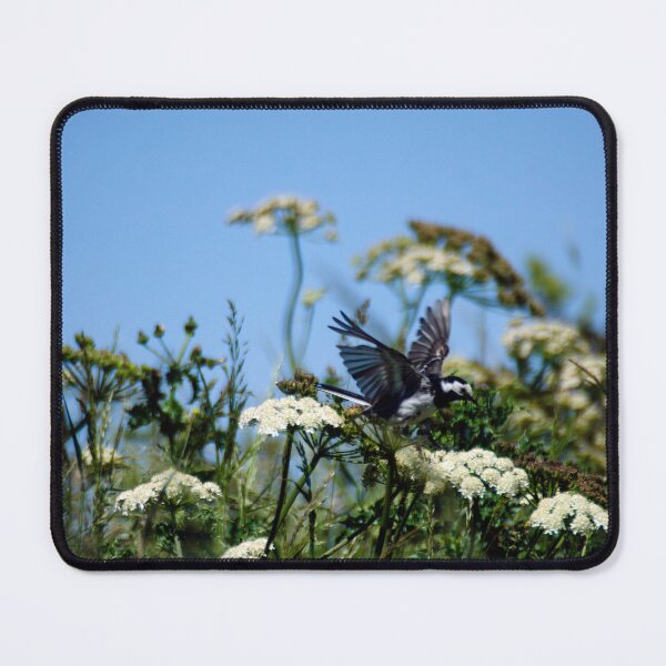 Item preview, Pied Wagtail in flight Scotland UK designed and sold by emergentdesigns.