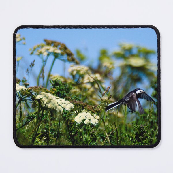 Item preview, Pied Wagtail in flight Scotland UK designed and sold by emergentdesigns.