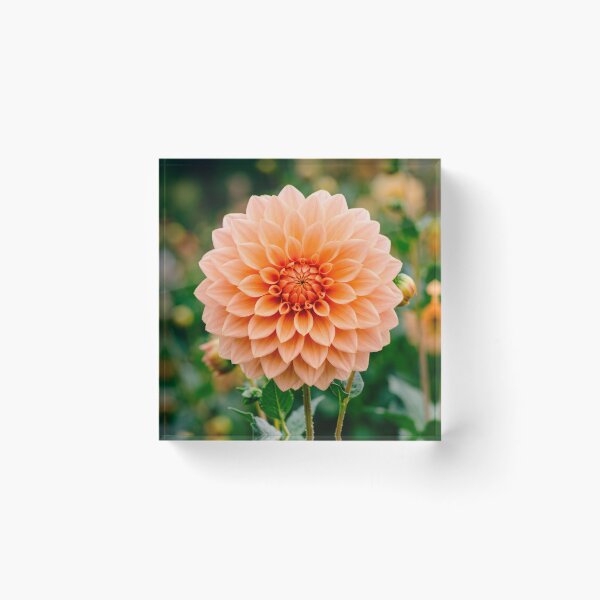 Item preview, Apricot Dahlia designed and sold by SanctuaryTheory.
