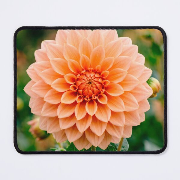 Item preview, Apricot Dahlia designed and sold by SanctuaryTheory.
