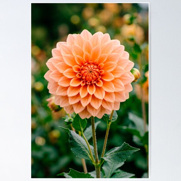 Item preview, Apricot Dahlia designed and sold by SanctuaryTheory.