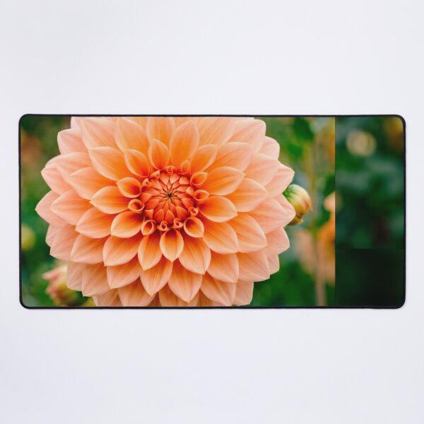 Item preview, Apricot Dahlia designed and sold by SanctuaryTheory.
