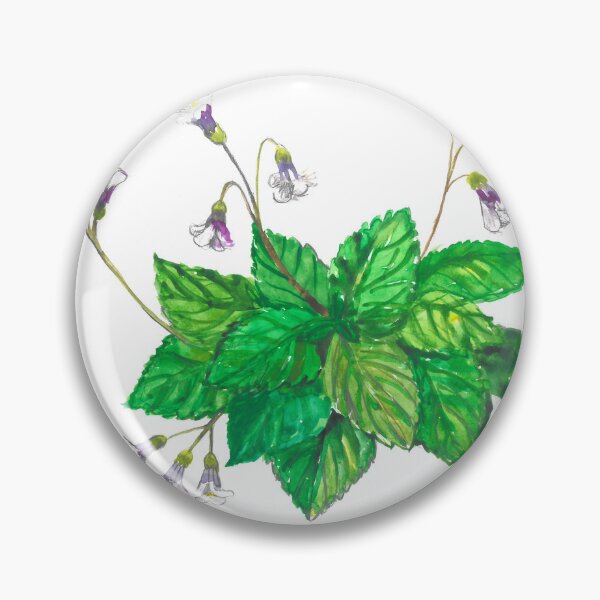 Item preview, Haberlea rhodopensis designed and sold by BuyThisTwice.