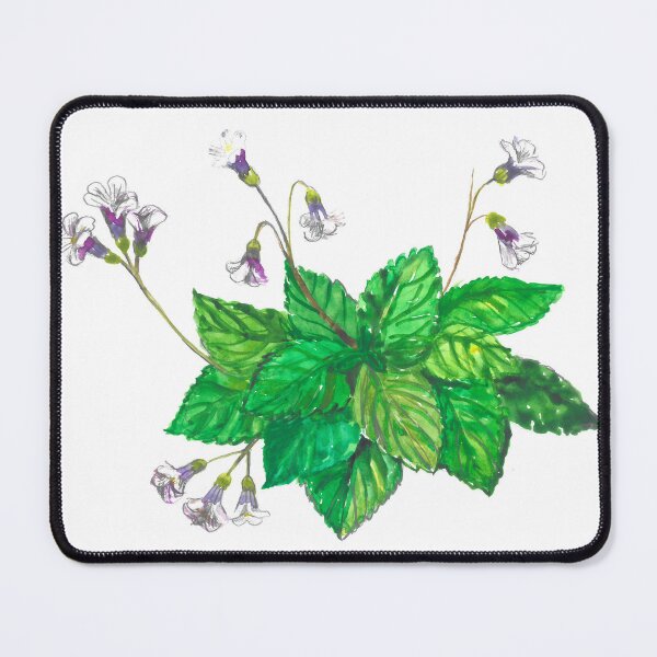 Item preview, Haberlea rhodopensis designed and sold by BuyThisTwice.