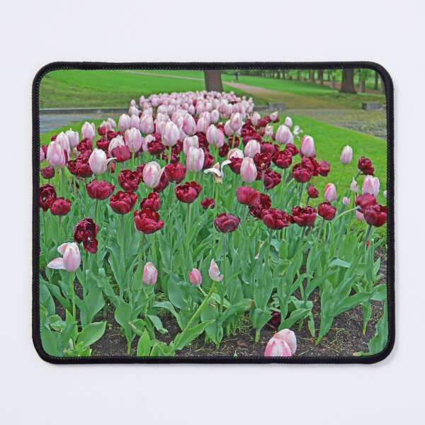 Item preview, Tulips in Vigeland, Norway, May 2026 designed and sold by RedHillDigital.