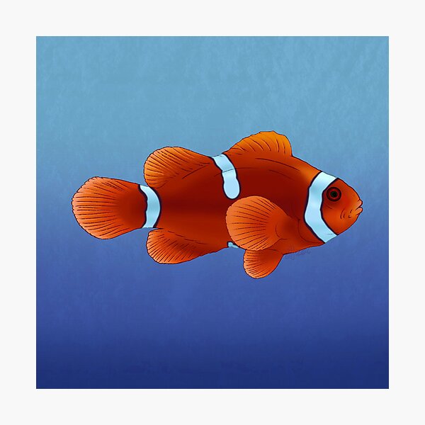 Item preview, Maroon Clownfish designed and sold by Copperbora.