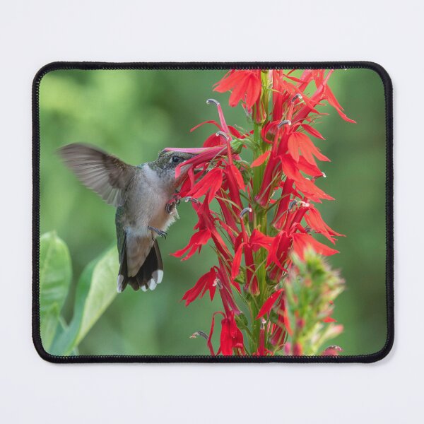 Item preview, Humming Bird and Cardinal Flower 8-09-2026 designed and sold by Thomasyoung.
