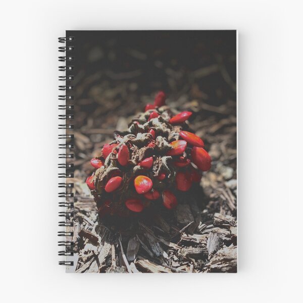 Item preview, Fallen Magnolia cone designed and sold by Baulmonart.