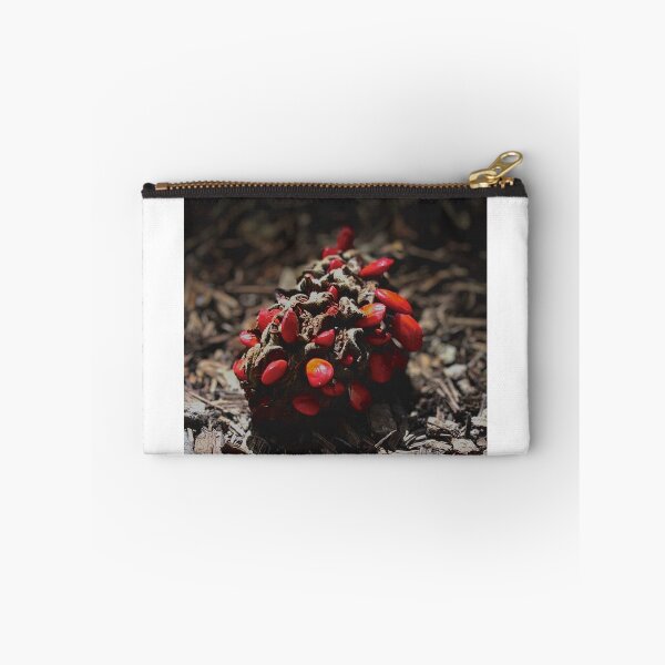 Item preview, Fallen Magnolia cone designed and sold by Baulmonart.