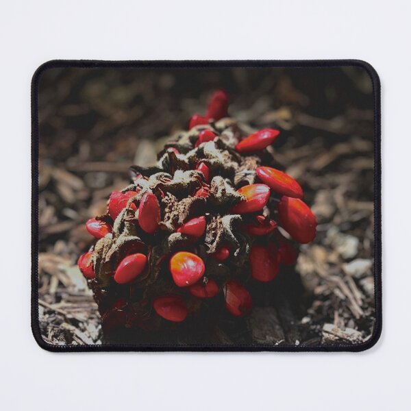 Item preview, Fallen Magnolia cone designed and sold by Baulmonart.