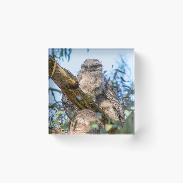 Item preview, Tawny frogmouth chick designed and sold by jdrphotos.