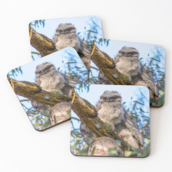 Item preview, Tawny frogmouth chick designed and sold by jdrphotos.