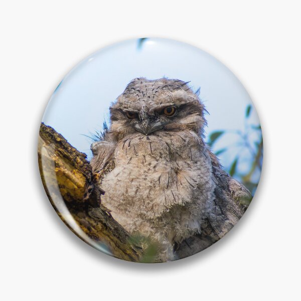 Item preview, Tawny frogmouth chick designed and sold by jdrphotos.