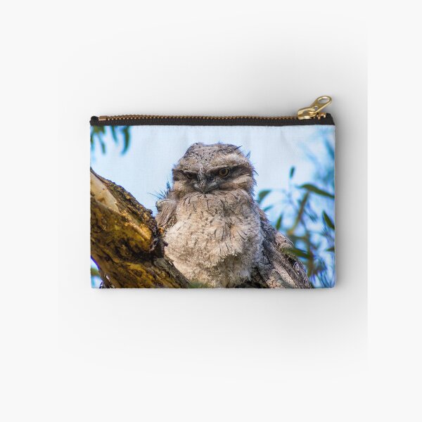 Item preview, Tawny frogmouth chick designed and sold by jdrphotos.