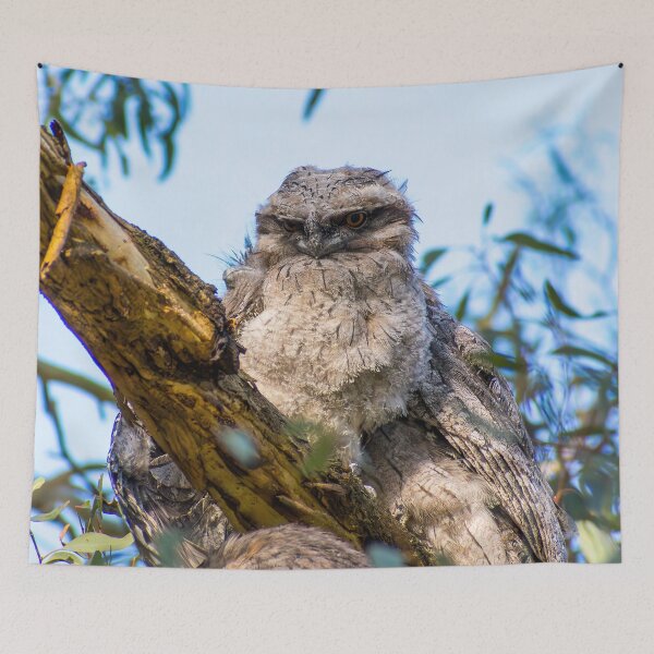 Item preview, Tawny frogmouth chick designed and sold by jdrphotos.