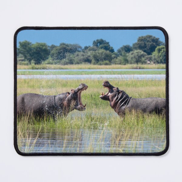 Item preview, Battling Hippos, Chobe River, Botswana designed and sold by Andrew Goodall.