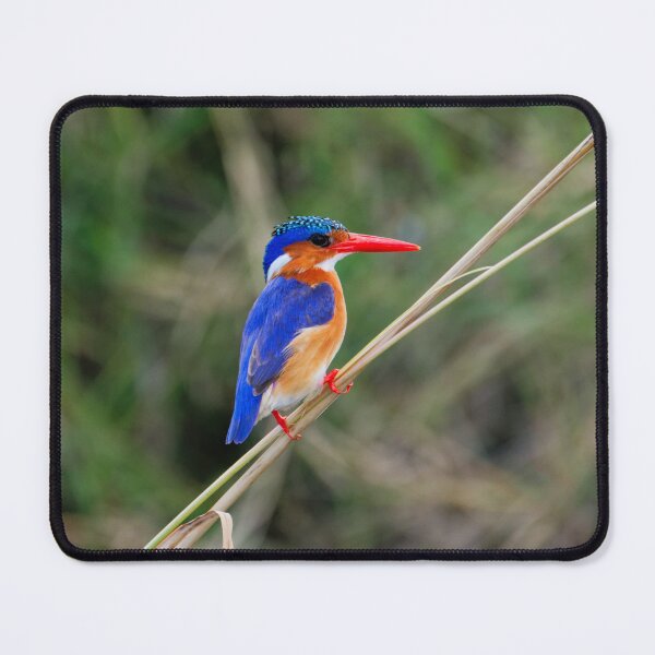Item preview, Malachite Kingfisher, African Birdlife designed and sold by Andrew Goodall.