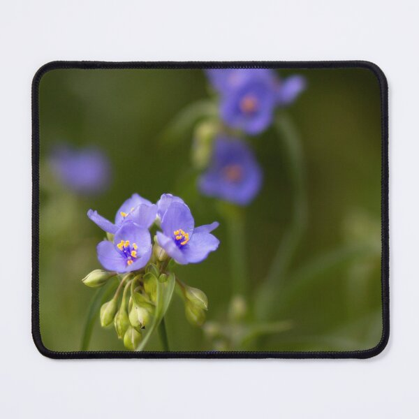 Item preview, Spiderwort designed and sold by River Oak Media.