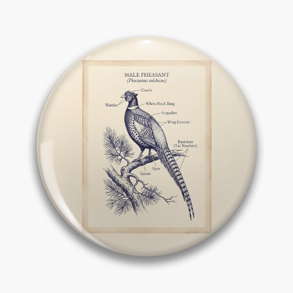 Item preview, Male Pheasant Anatomy - Botanical Line Art Vintage Field Guide designed and sold by SplashTastic.