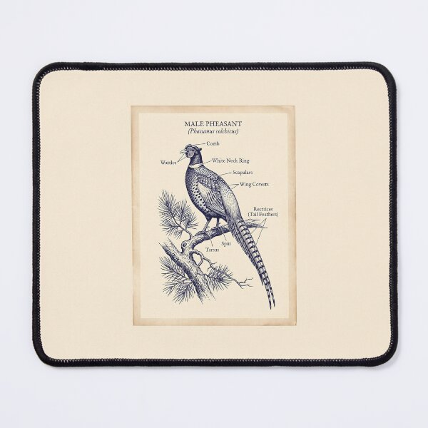 Item preview, Male Pheasant Anatomy - Botanical Line Art Vintage Field Guide designed and sold by SplashTastic.