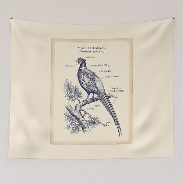 Item preview, Male Pheasant Anatomy - Botanical Line Art Vintage Field Guide designed and sold by SplashTastic.