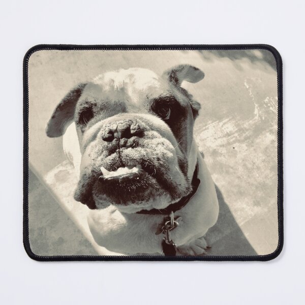 Item preview, Bulldog in Silvertone Photographic Art designed and sold by meganlaub1.
