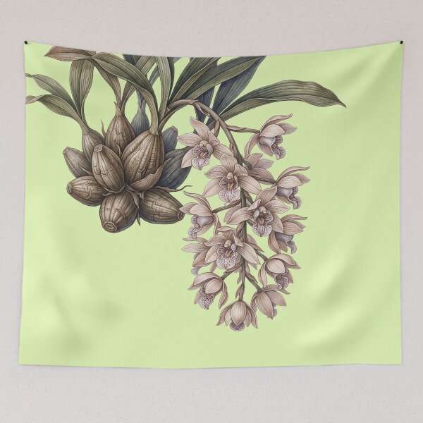 Item preview, Cuitlauzina Pendula Orchid Vintage Botanical Dark Flora Art Print designed and sold by FreiherrPK.